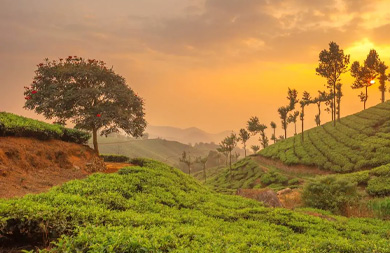 Delight Kerala