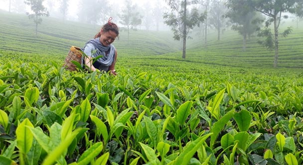 Munnar